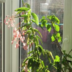 Il n’y a pas que les bégonias qui fleurissent !