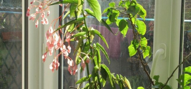 Il n’y a pas que les bégonias qui fleurissent ! Il n’y a pas que les bégonias qui fleurissent !