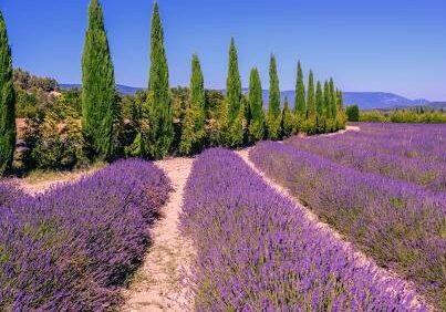 PROVENCE_cr